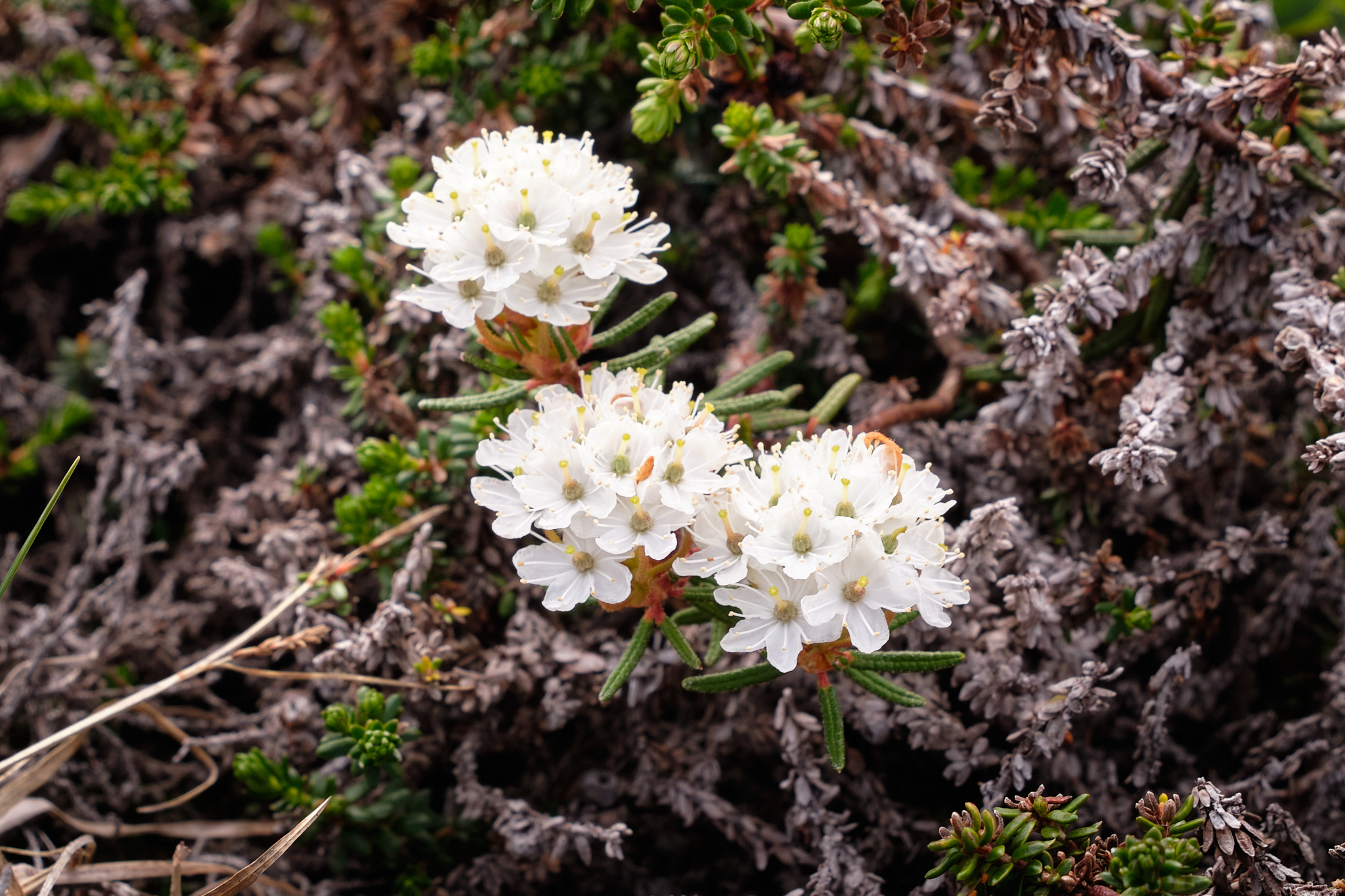 Flowers of the Bog Labrador Tea plant - Sisimiut - Greenland