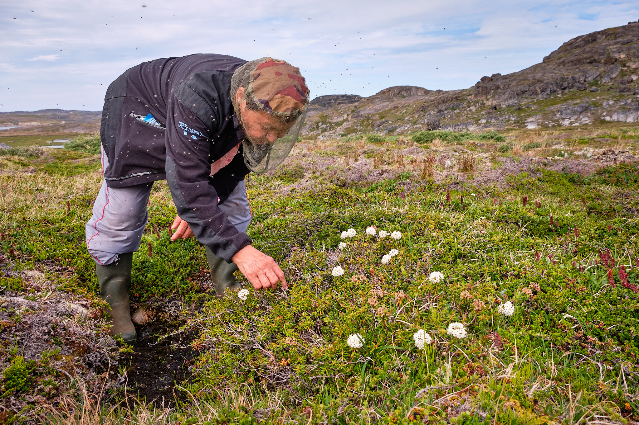 Foraging the bog labrador tea plant - Sassannguit - Greenland