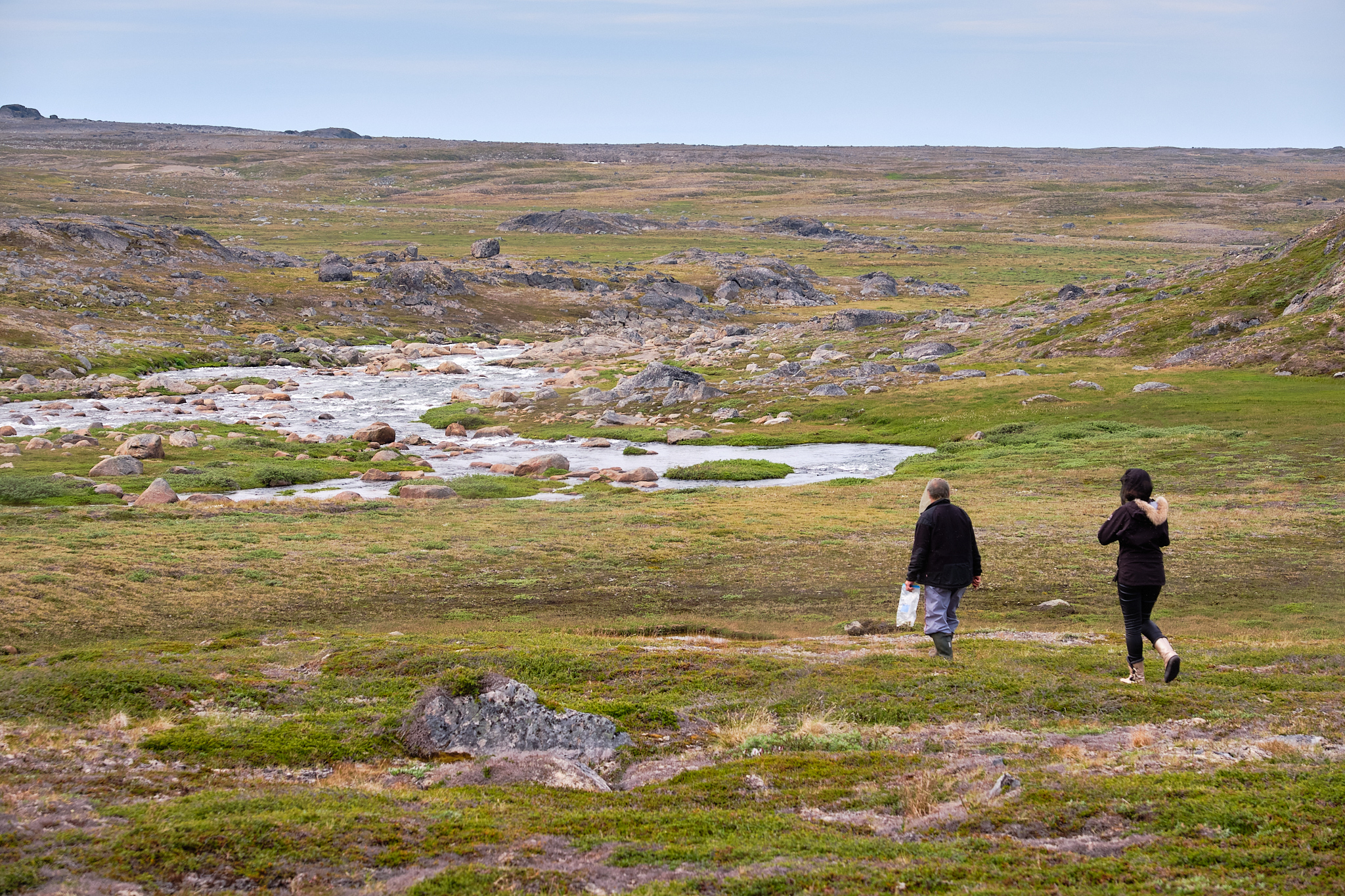 Foraging at Sassannguit - Sisimiut - Greenland