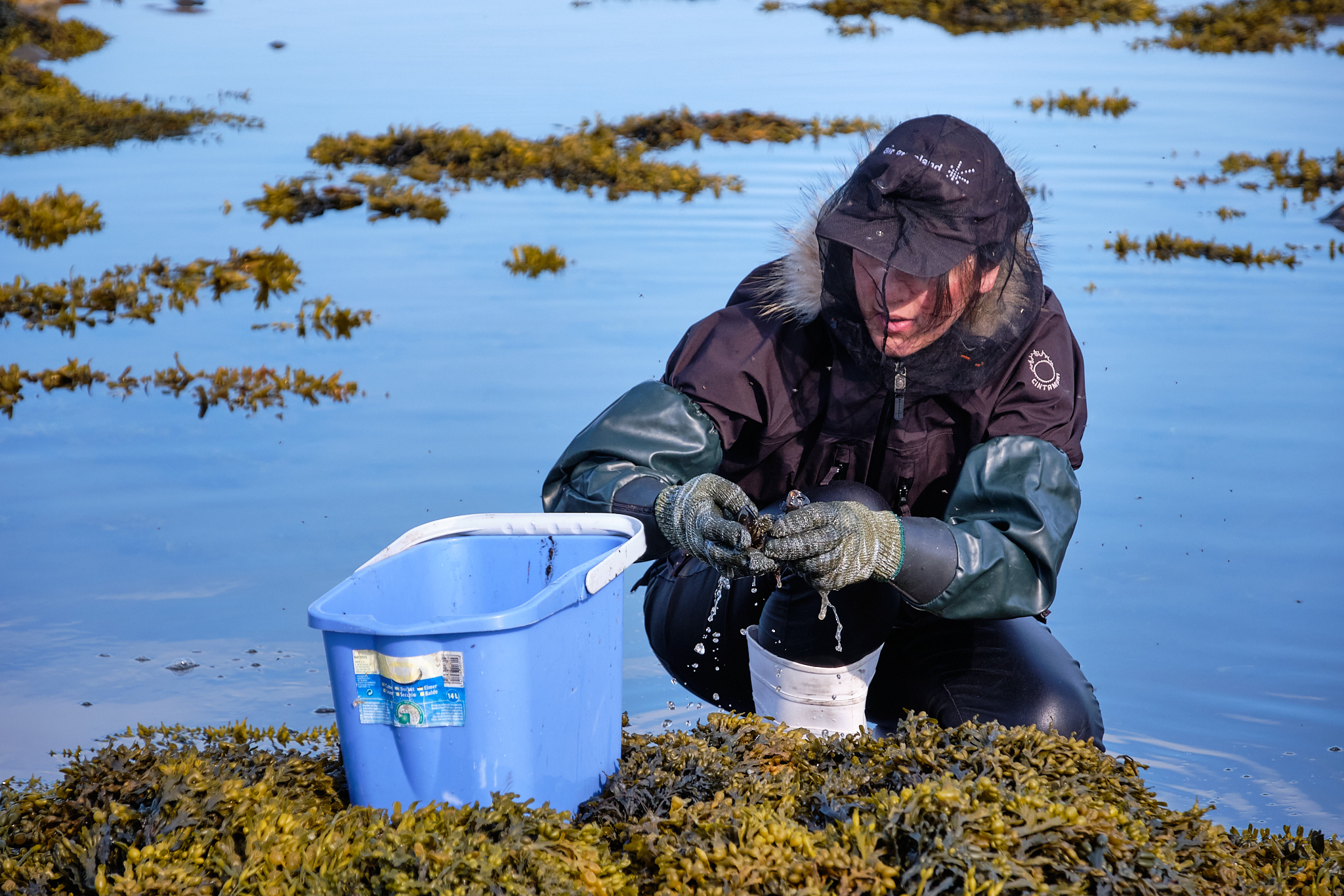 collecting mussels Sassannguit - Sisimiut - Greenland