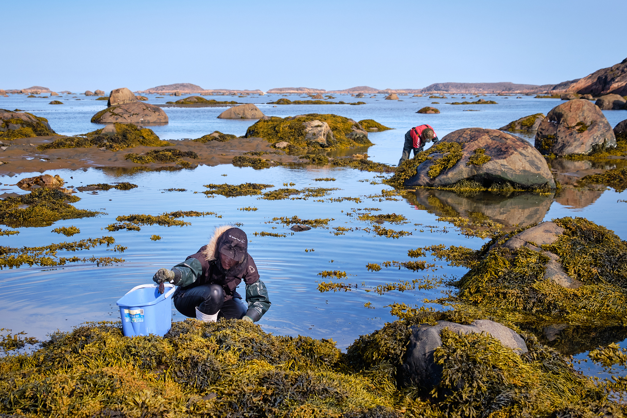 collecting mussels at low tide at Sassannguit - Sisimiut - Greenland